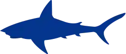 Underwater Shark Shark