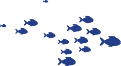 Underwater Shoal of Fishes Shoal of Fishes